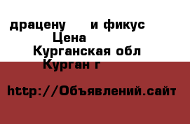 драцену 800 и фикус 1500 › Цена ­ 2 300 - Курганская обл., Курган г.  »    